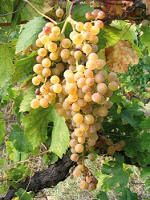 grappolo di Malvasia delle Lipari