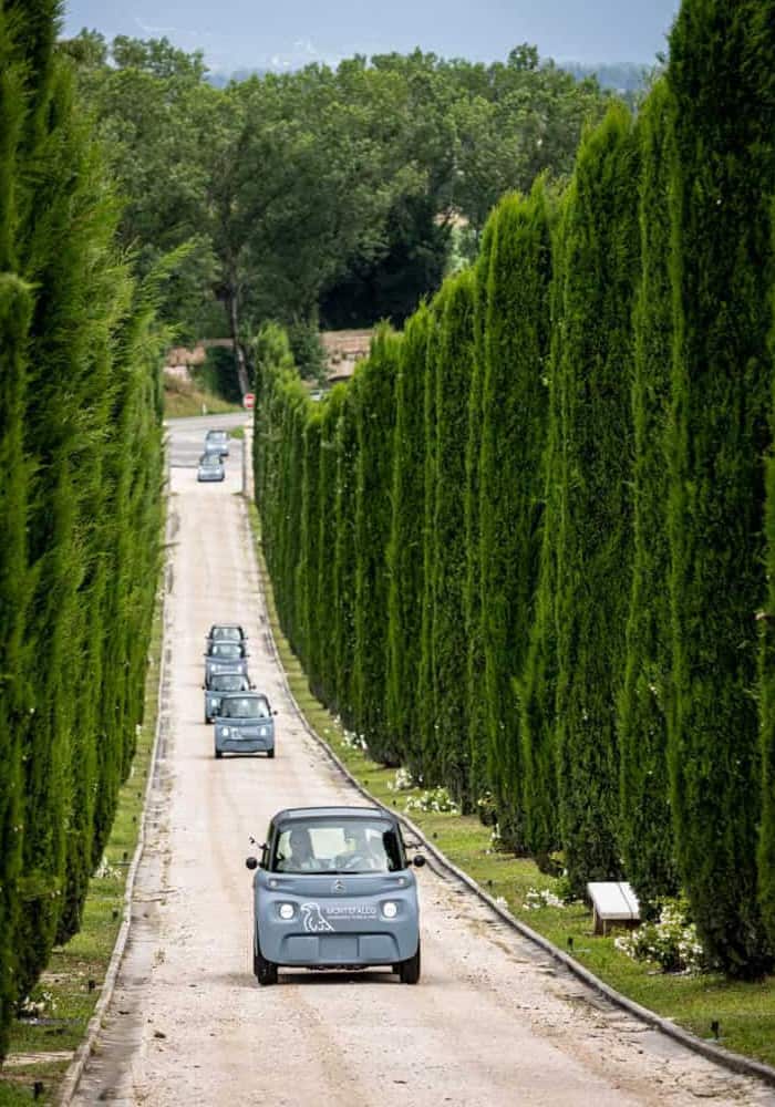 Montefalco Green