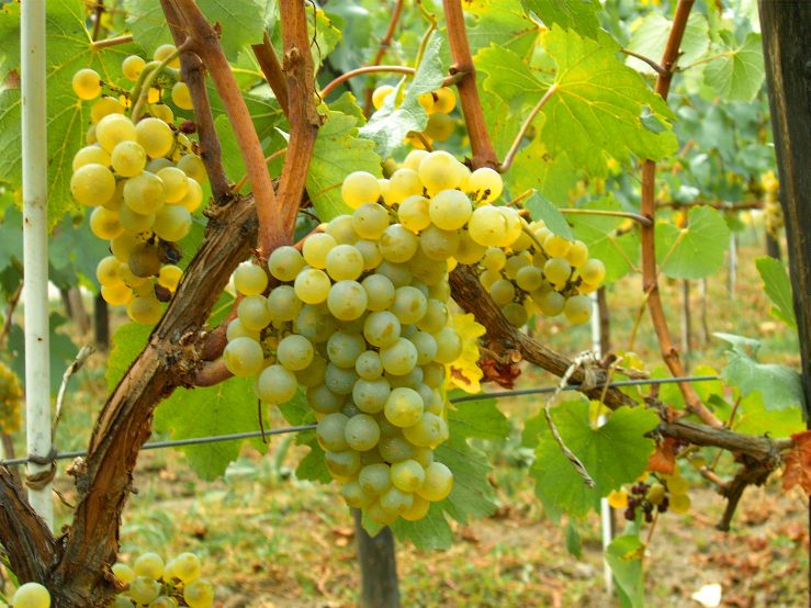 Grillo uva