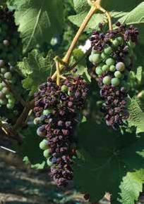 Il punto debobe del Petit rouge