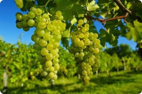 Il Tocai Friulano: un vitigno autoctono del Friuli
