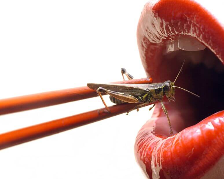 Gli insetti si collocano a tutti gli effetti nei nuovi alimenti
