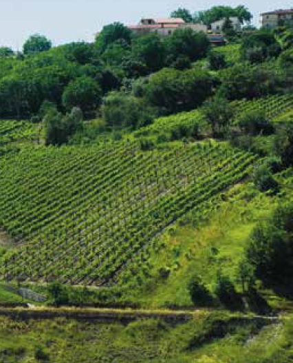 Irpinia, terra di grandi vini