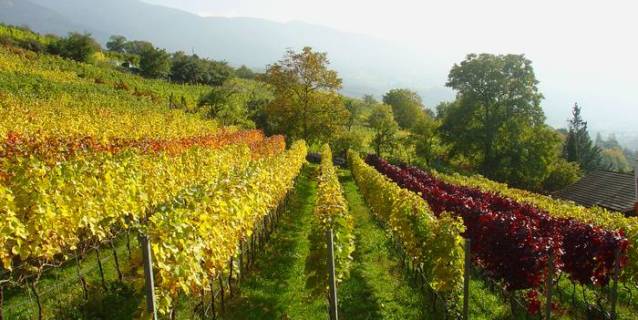 l'orientamento del vigneto influenza la qualità del vino