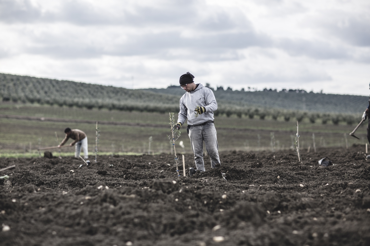 La cura dell'azienda Planeta nella coltivazione degli olivi