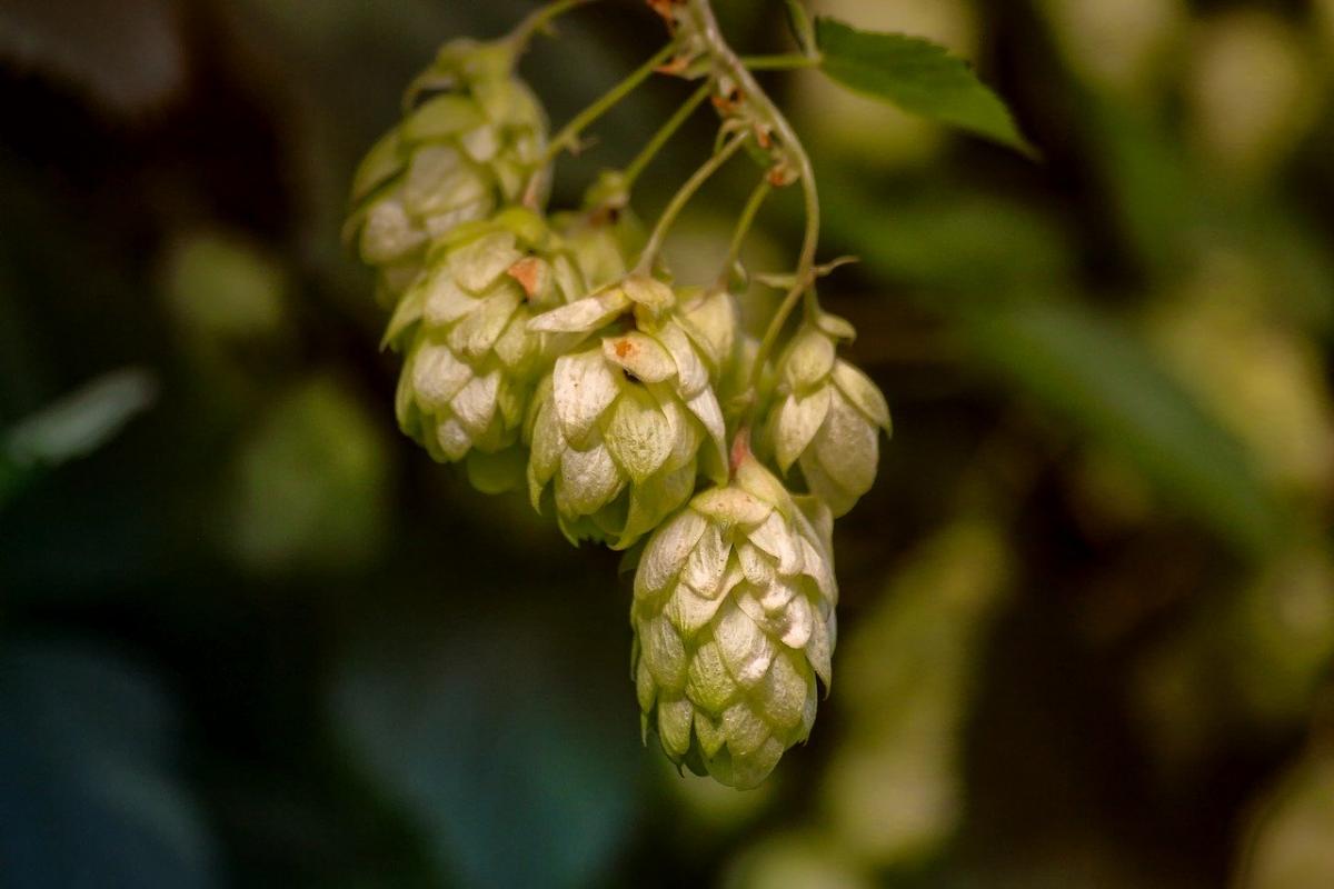 Il luppolo nella birra