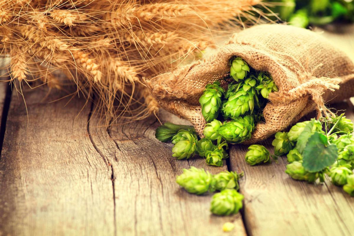 Il luppolo: ingrediente della birra