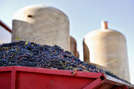 vino novello macerazione carbonica