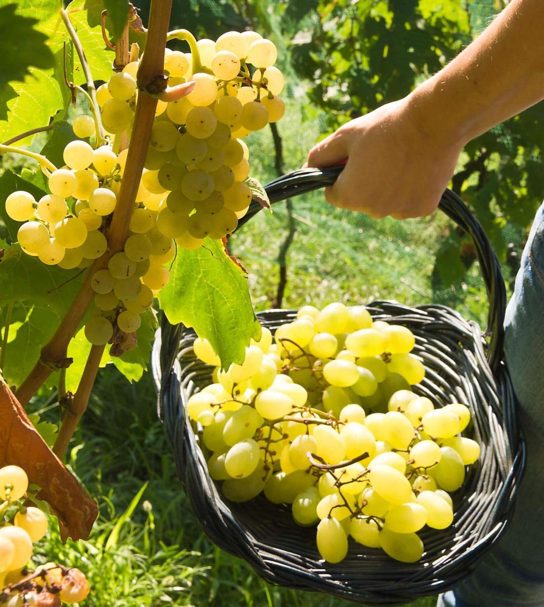 Vendemmia della Malvasia