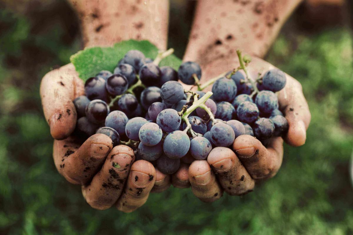 Un grappolo d'uva appena raccolto