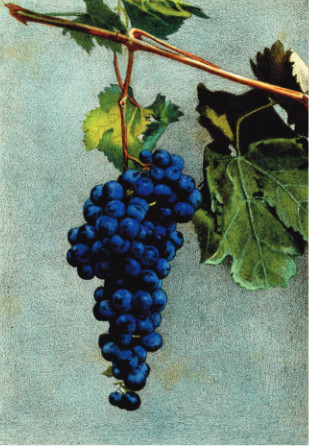 Nebbiolo ampelografia