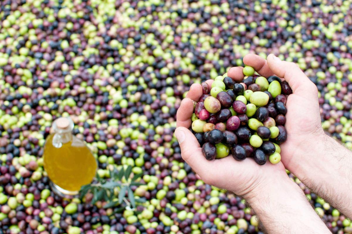 Olive destinate alla produzione dell'olio extravergine d'oliva italiano
