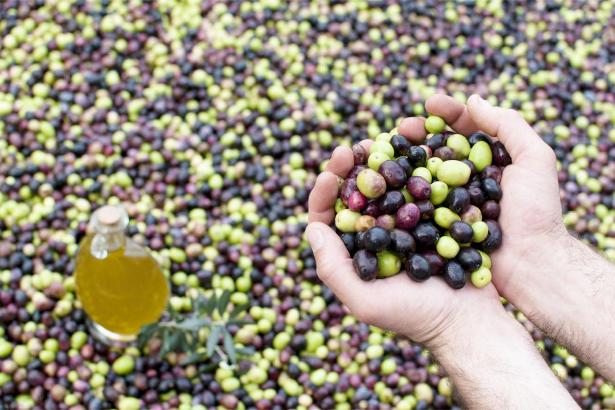 Olivo per produrre l'olio extravergine