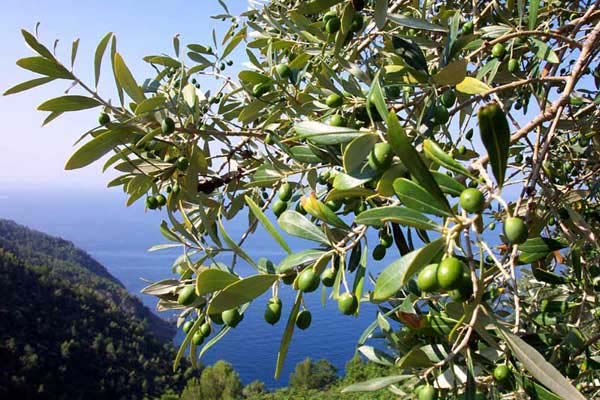 Migliori EVO per il Gambero Rosso: vola in Puglia il premio per il Frantoio dell'Anno del Gambero Rosso