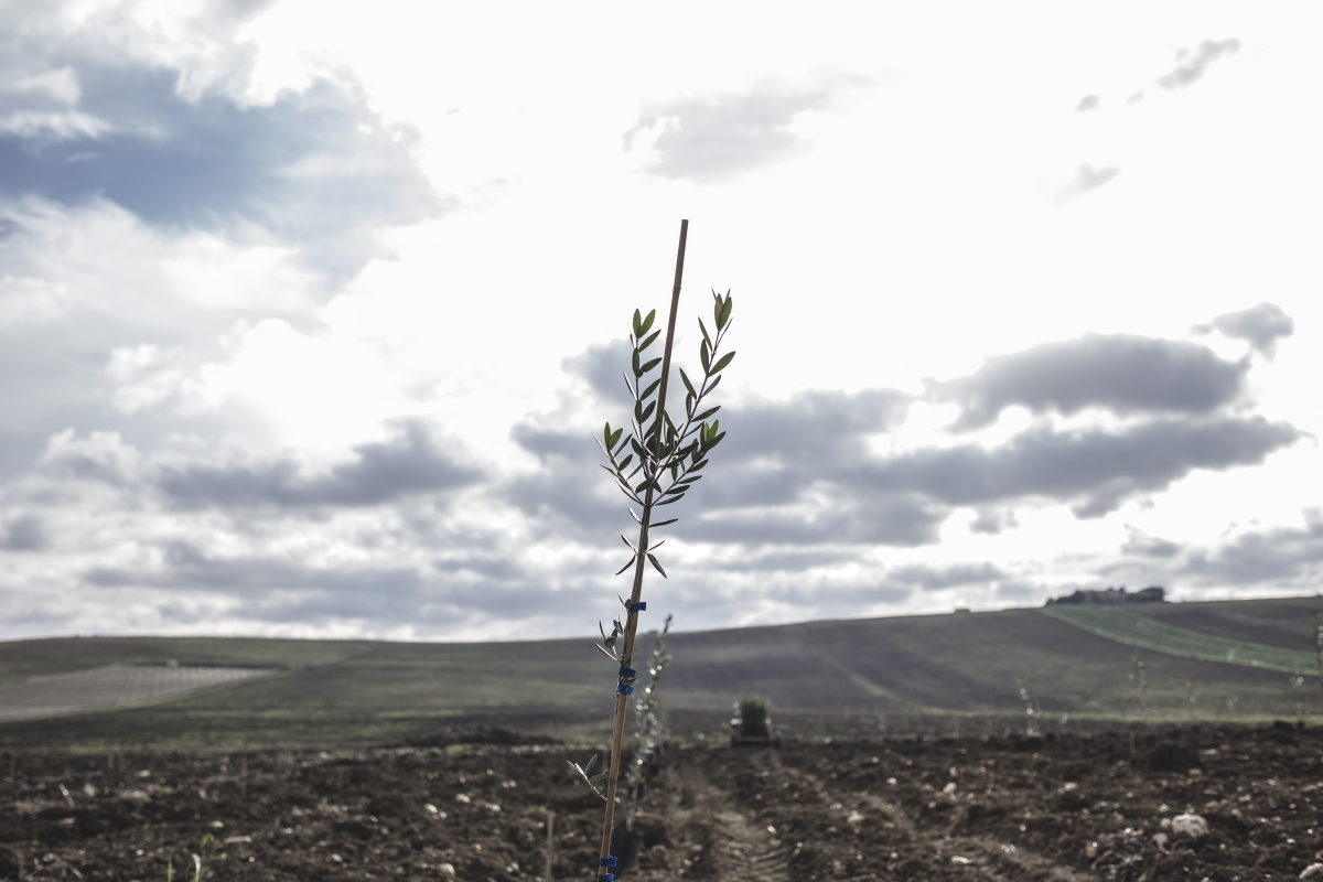 Un ulivo appena piantato dall'azienda Planeta