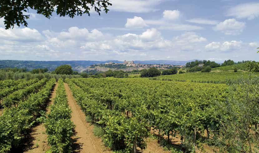 orvieto vigneto