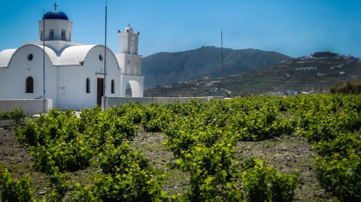 Patrimonio Greco viti sud Italia