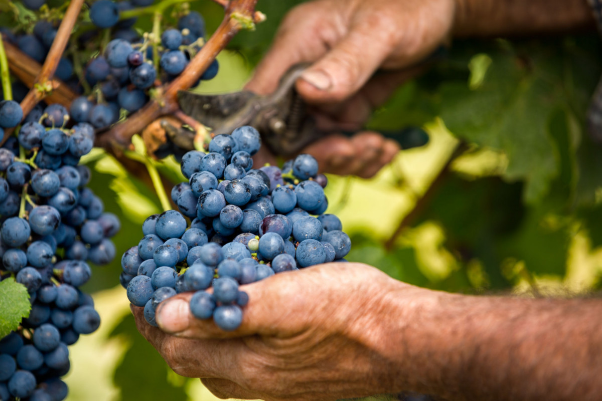 pigiatura e vendemmia dell'uva