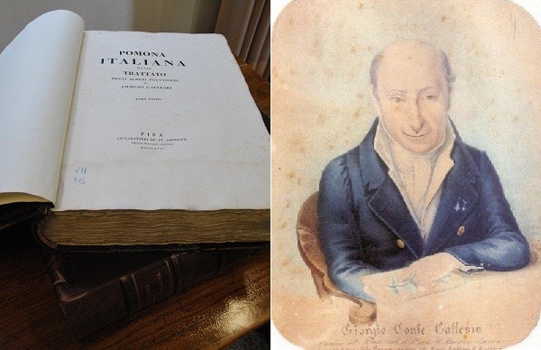 Frontespizio della Pomona Italiana di Gallesio