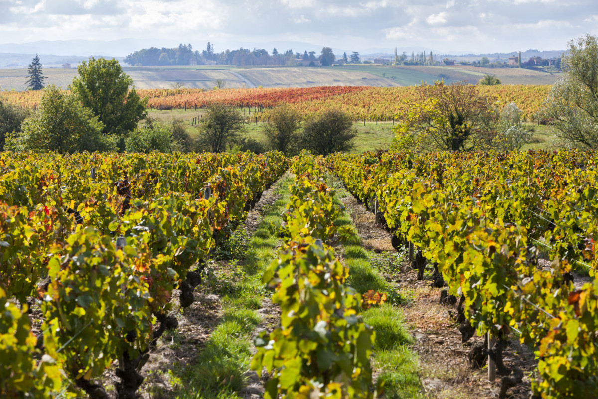 portinnesti vitis Vinifera