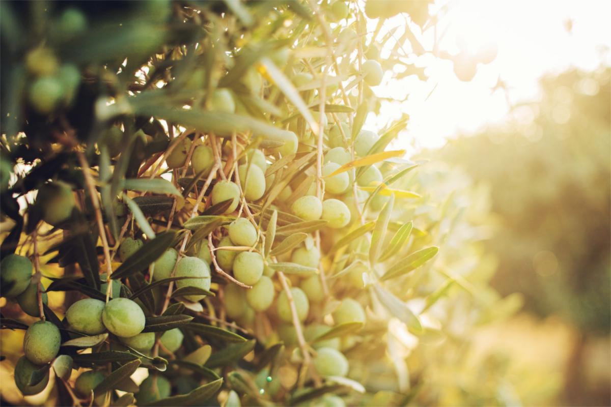 Produzione olio olivo