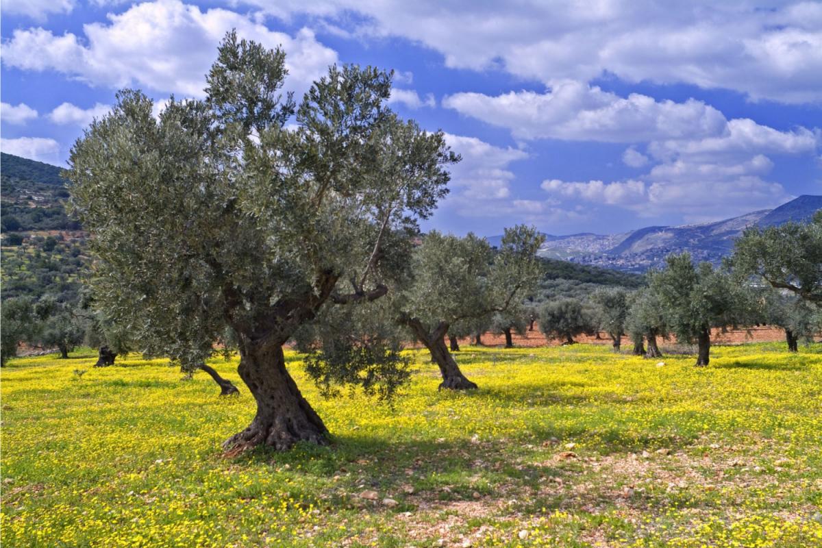 Produzione olio uliveti