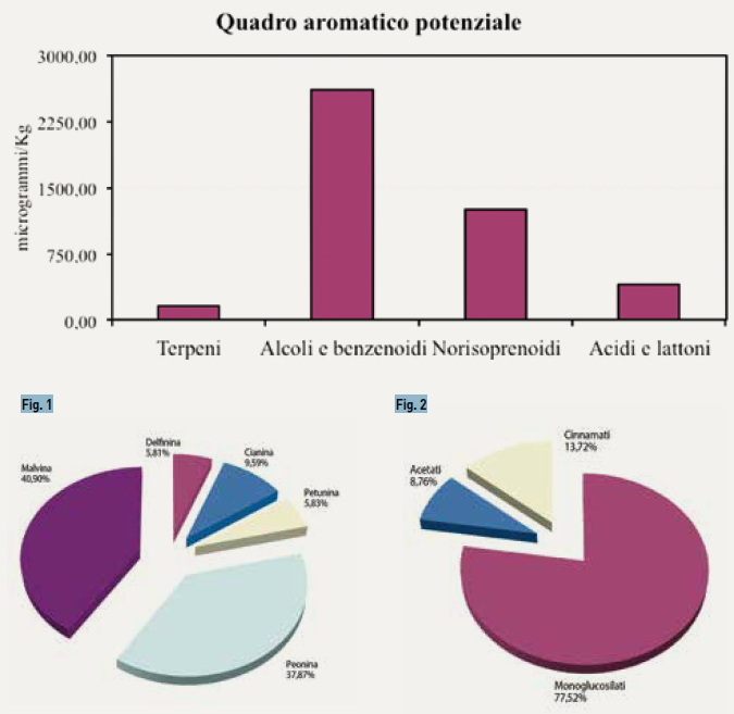 Alla scoperta del vitigno del Rossese
