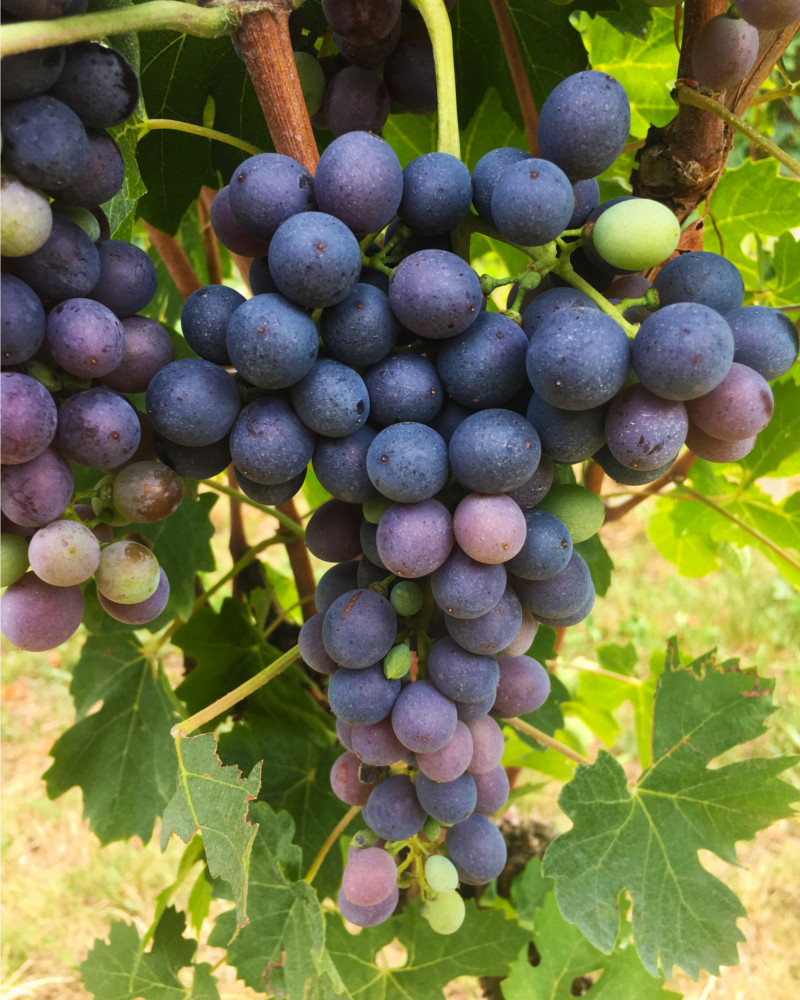 Raboso Veronese uva