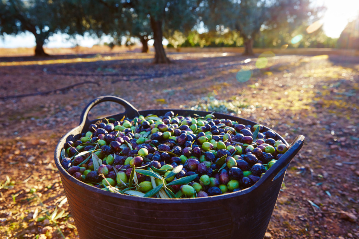 Raccolta olive 2019