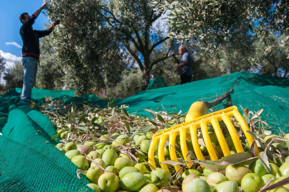 Olive destinate alla produzione dell'olio d'oliva italiano nel 2020
