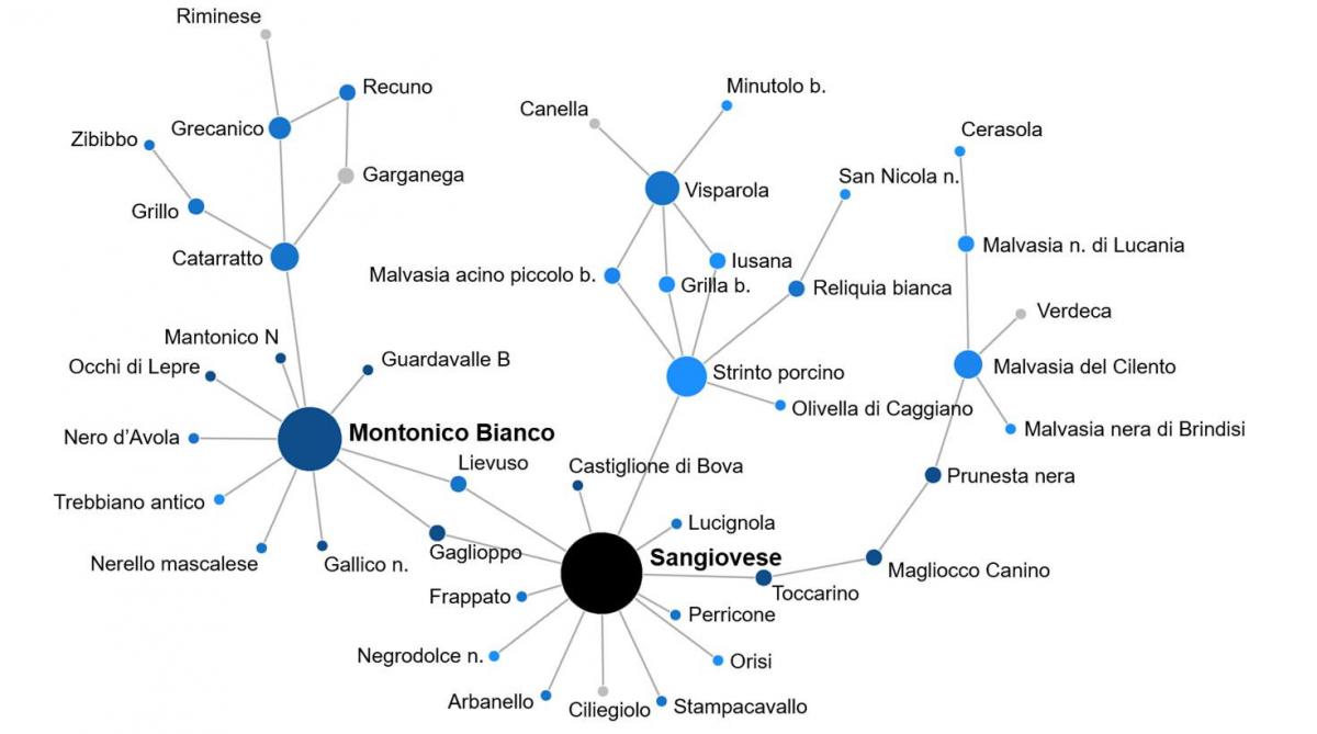 Relazioni genetiche varietà sud Italia