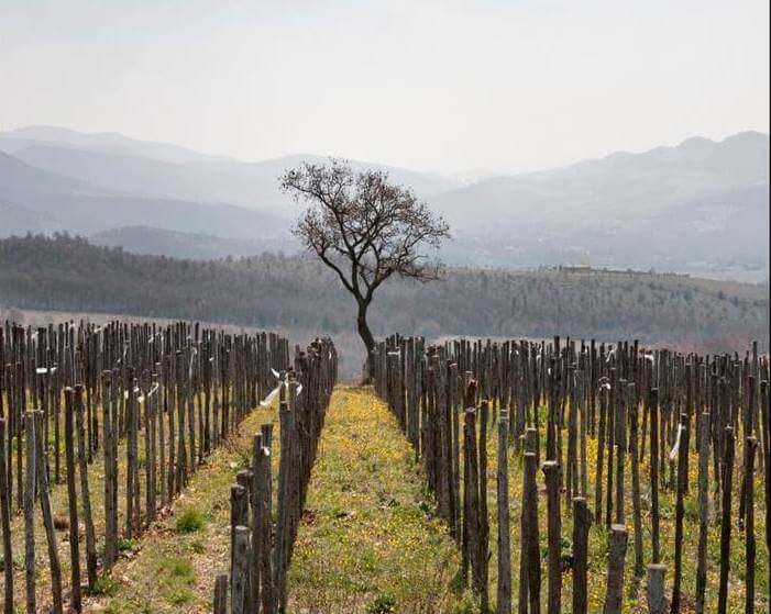 I vini naturali del Lazio: San Giovenale
