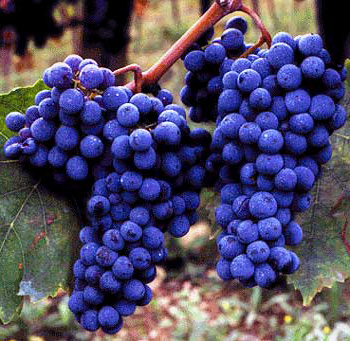 Grappoli di Sangiovese