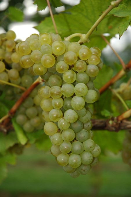 Sauvignon Kretos