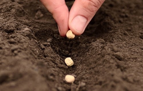 agricoltura a conduzione biologica