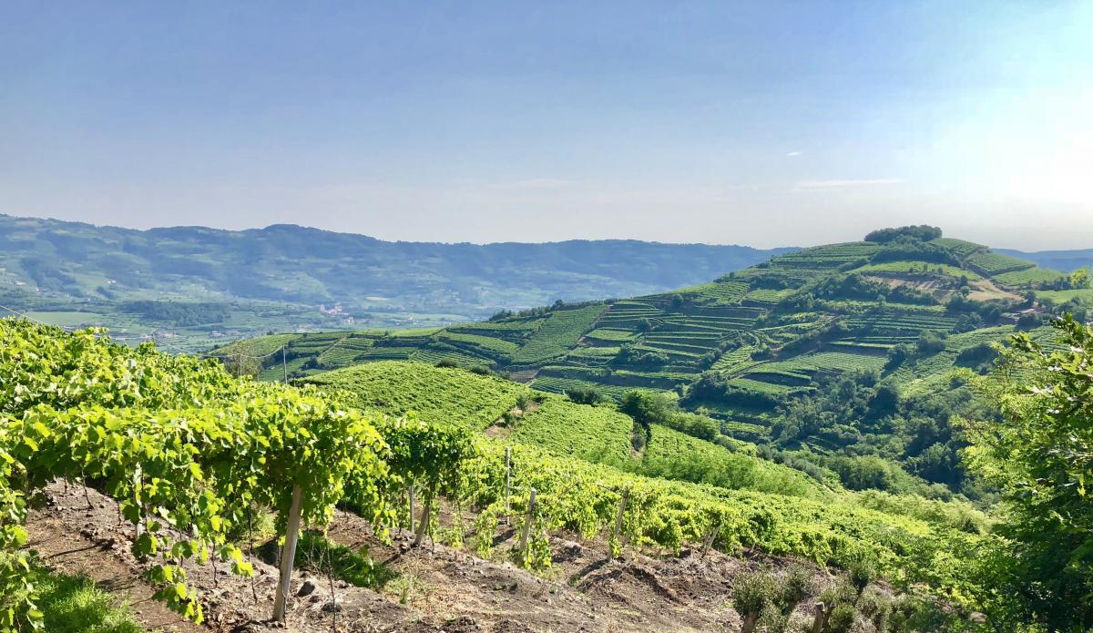 Soave strada vino