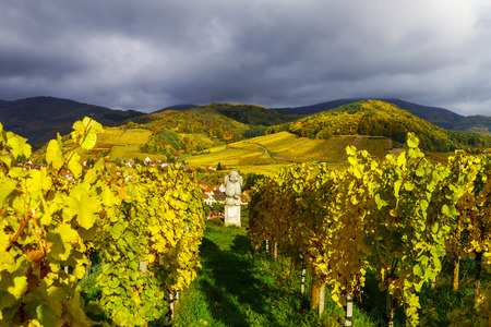 sole e nubi scure sul vigneto