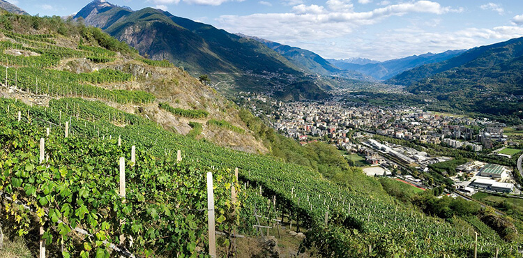 La Strada del Vino della Valtellina: Sondrio