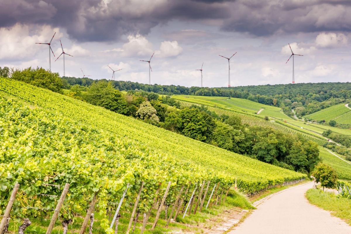 Le prospettive della sostenibilità nel vino