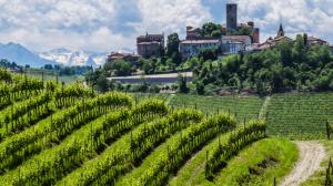 Vitigni del Nebbiolo Nebbiolo vino del Piemonte