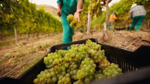 cesto di uva verde durante la vendemmia