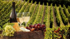 Enoturismo in Italia, ecco i dati del 2016