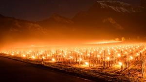 Falò per salvare i vigneti dalle gelate di aprile