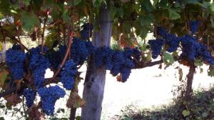 Il Cesanese di Affile, del Piglio e di Olevano