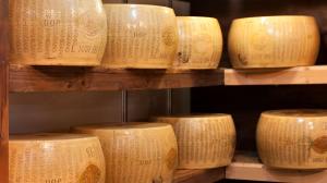 forme di Parmigiano Reggiano Dop