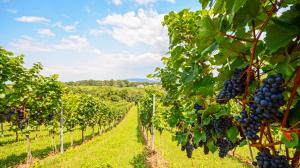 Produzione di vino 2016 in Europa