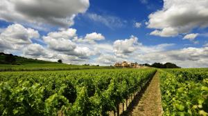 Il Sagrantino di Montefalco ha una storia molto lunga Vigneti a Montefalco