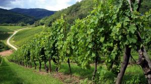 Strada del vino dei Castelli Romani
