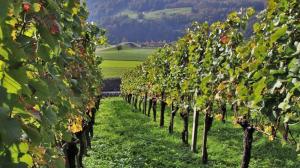 Scoperto un tesoro sotto le vigne dell'Amarone della Valpolicella Scoperto un tesoro sotto le vigne dell'Amarone della Valpolicella