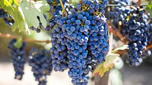 calici-di-stelle-2018-Abruzzo